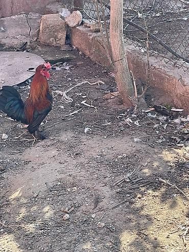 Птицы: 3 erkey 1 dişi — 2