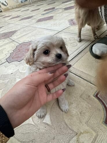 щенята в добрые руки: 2 месяца, С прививками — 13