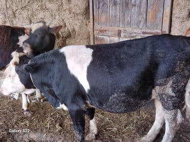 bakida cins ineklerin satisi: Satlıq heyvanlar – dana və buzovlar - Cins: qarışıq yerli və — 2