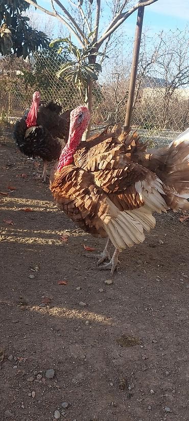 Keçilər, çəpişlər: Hinduşka cücələri, Ətlik — 6