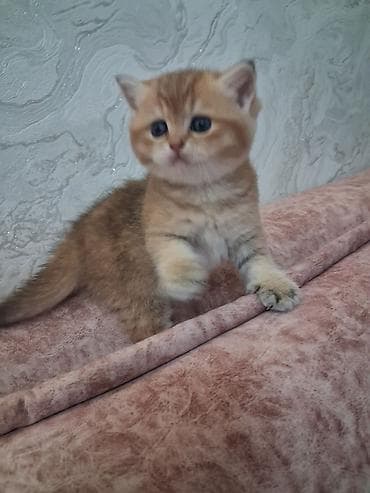 ev pişiy: Yaxşı əllərə — 8