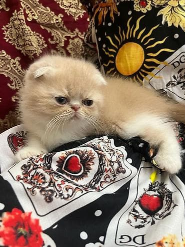 Шотландская — 8