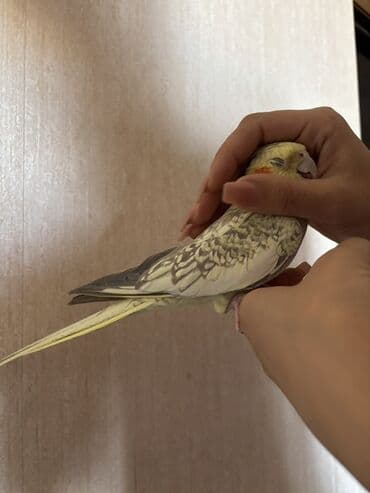 сетка для клетки попугая: Sarı və boz rənglərdə olan bu nimf tutuquşusu, parlaq narıncı yanaq — 6