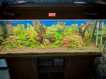 akvarium baliqlari haqqinda melumat: Akvaryum komplekti – iri ölçülü şüşə akvarium və alt şkaf, 10 luq — 3