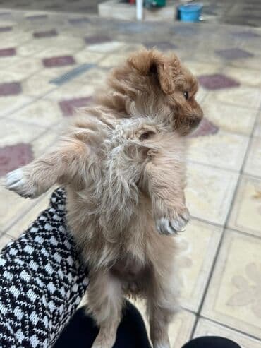 it cütləşdirmək: Pekines, 2 ay — 14