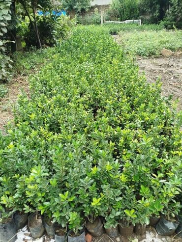 tut aragi satilir: Dekorativ agaclar — 11