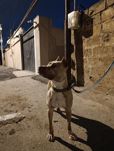 Akvariumlar: Pitbul, Dişi, Peyvəndli — 2