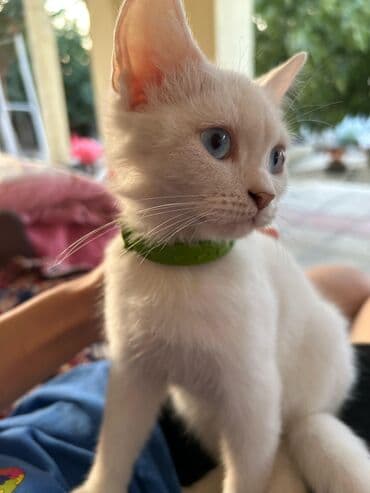 pişik ucuz: Dişi, Yaxşı əllərə, Ödənişli çatdırılma — 6