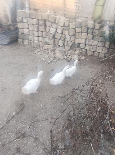 K/t heyvanları və malları: Ağ rəngli ördəklər – 3 ədəd - Cins: Ağ ev ördəyi (Pekin tipli — 1
