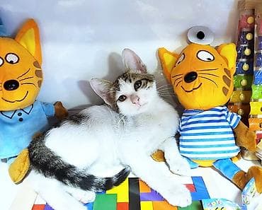 В самые добрые ручки. Котенок-мальчик возраст - 2,5 мес. Красивый