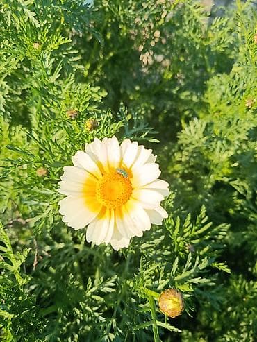 Çöl bitkiləri: Payızgülü (Chrysanthemum coronarium) – dekorativ, yeməli yarpaqlı və — 9