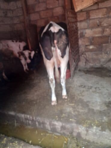 Dişi, Simental, il: 2, Ətlik, Damazlıq, Südlük, Ünvandan götürmə