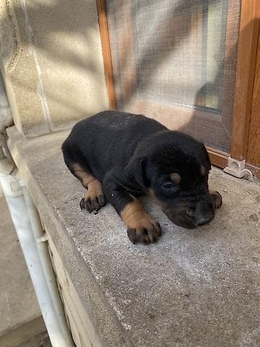 it satisi gence: Doberman, 1 ay, Dişi — 2