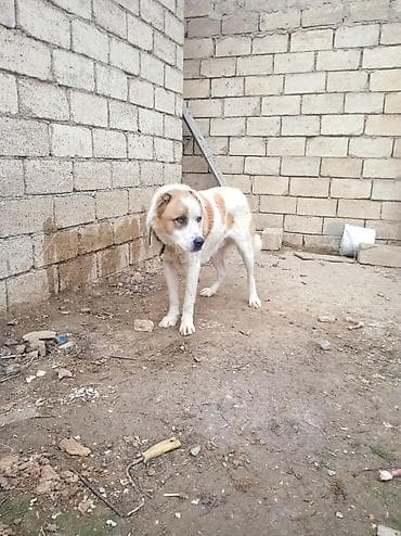 heyvan bazari itlerin satisi: Qurdbasar — 9