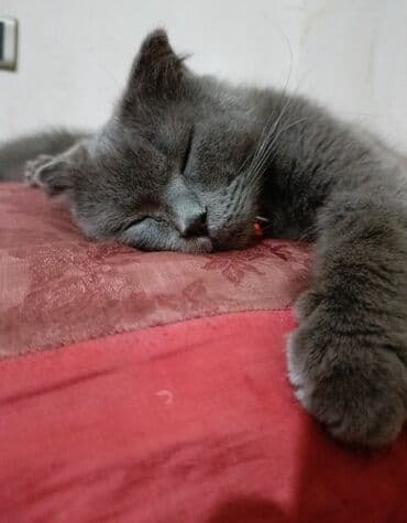 где можно купить котенка: Şotland yastı qulaq, Dişi, Yaxşı əllərə, Ünvandan götürmə, Ödənişli çatdırılma — 1