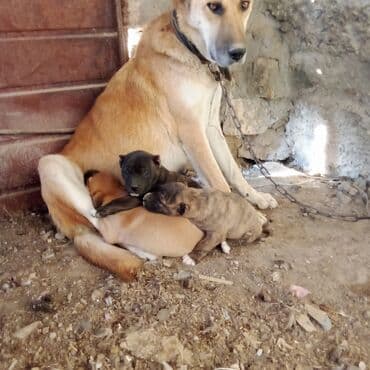 it sortları: Pitbul — 3