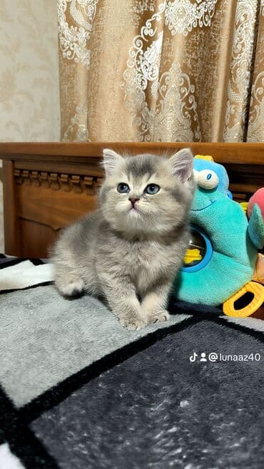 Gəmiricilər: Britan — 2