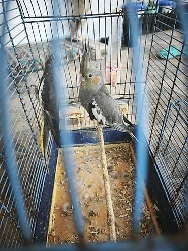 Nymph quşları (Cockatiel) – 2 ədəd, qəfəs və aksesuarlarla birlikdə
