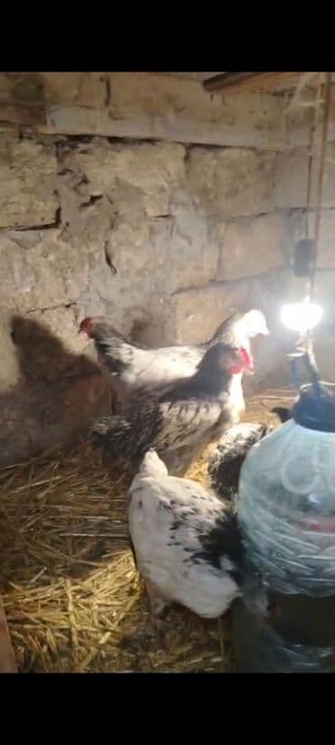 cuce sekli: Toyuq cücələri, Ətlik — 3