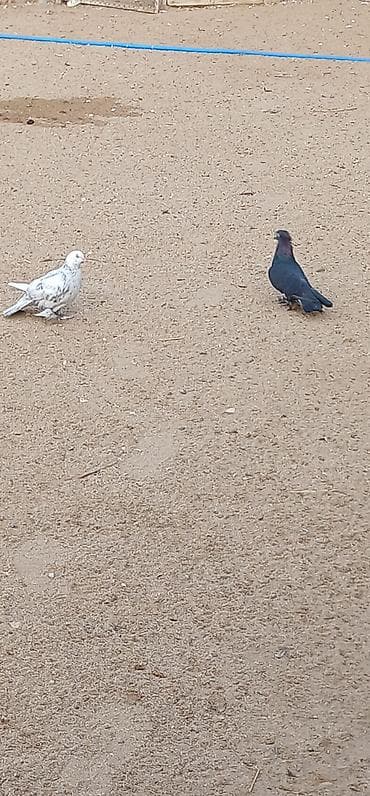 Quşlar: Cüt dekorativ göyərçin - Növ: dekorativ/ev göyərçinləri - Say: 2 ədəd — 1