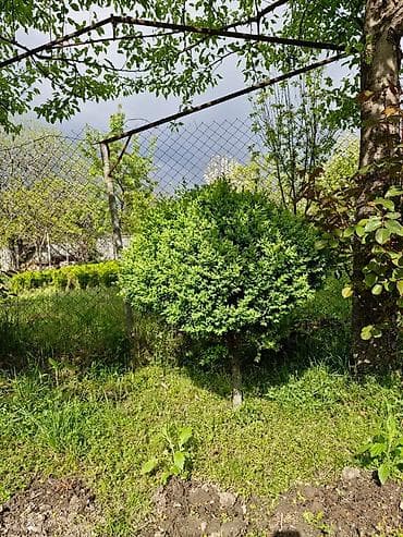 Buxus (şimşir) dekorativ kolları – formal heykəllər və canlı hasarlar