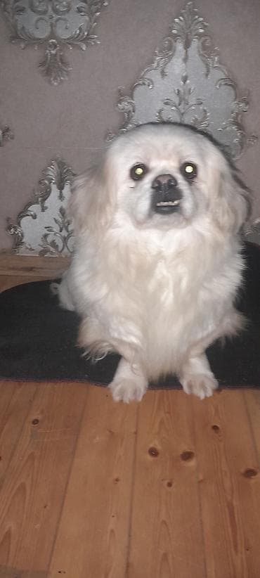 İtlər: Pekines, 2 il, Dişi, Peyvəndli, Ünvandan götürmə — 1