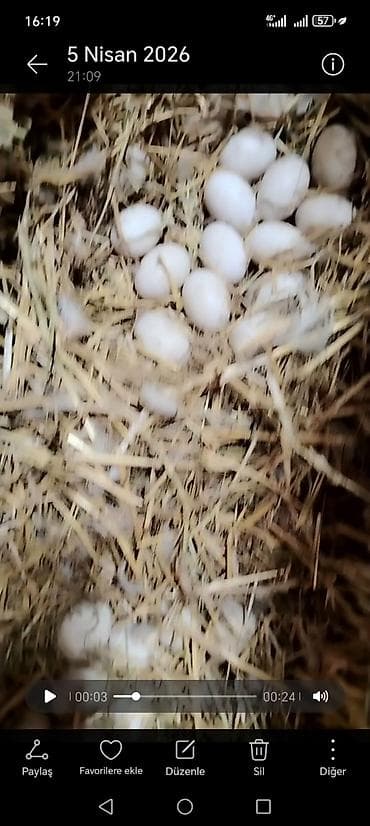 ördey yumurtasi: Məhsul: Ördək yumurtası Təsvir: - Təsərrüfatdan toplanan ağ ördək — 1