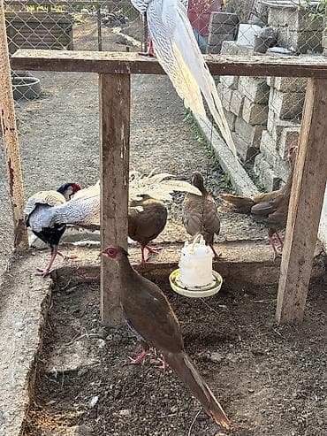 danisan qus: Qirqovul satilir . Bakiya getirerik — 1