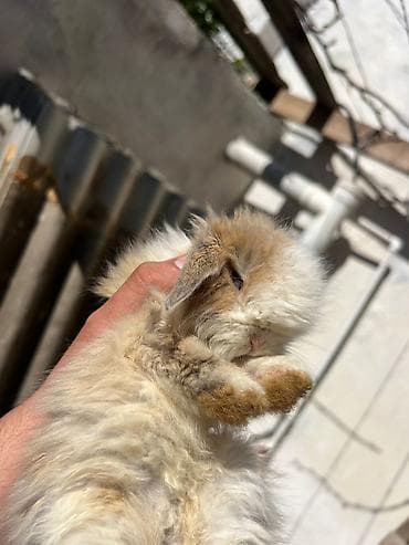 satlıq atlar: 1 aylıq çox şirin dovşan satılır 🐰✨ Tam sağlamdır, çox sakit və — 9