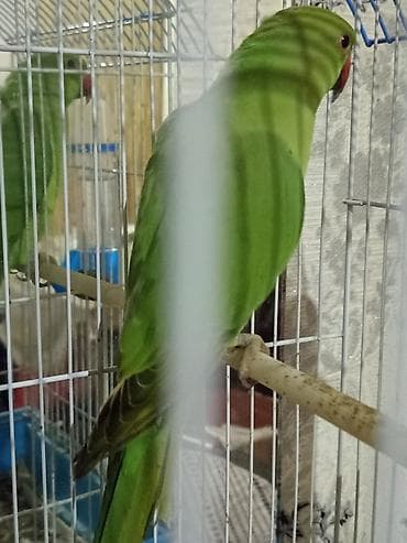 papuqay satilir: 11 ayliq dişi . bala ələ oyresdire bilersiz sakit tebietlidi — 6