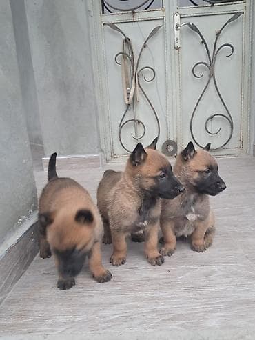 cane corso qiyməti: Belçika çoban iti, 1 ay, Erkek, Peyvəndli, Ünvandan götürmə, Pulsuz çatdırılma — 2