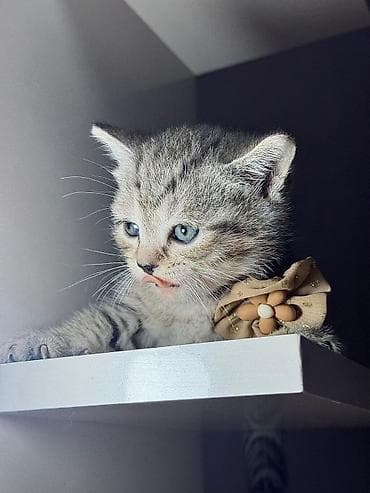 britan şinşila: Britan — 3