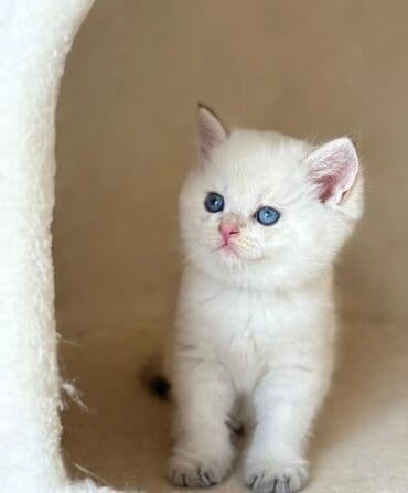 Lincoln: Британская, Самец, В добрые руки, Бесплатная доставка — 2