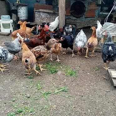 kürd toyuq: Toyuq, Damazlıq — 8