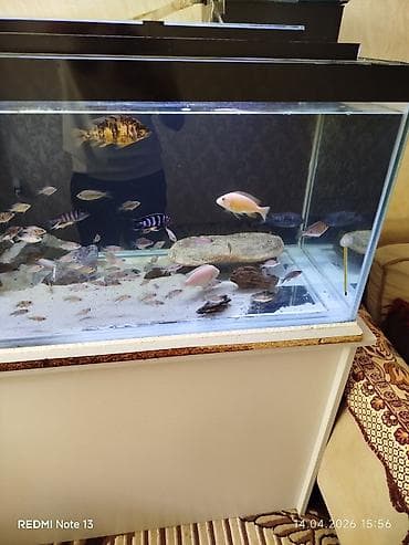 lalafo itlerin satisi: Butun ne görursuz hamıs satılır zeng edin. bundan elava nömren Watsab — 1