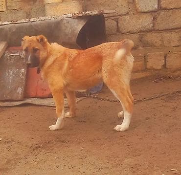 heyvan cantası: Peyvəndli — 3