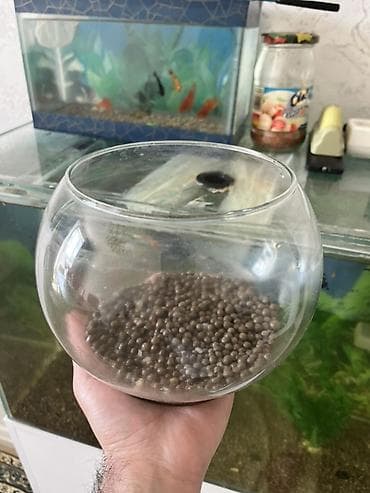 pitbull iti satilir: Yumru akvarium, Boş, 3 l, Ünvandan götürmə, Ödənişli çatdırılma — 1