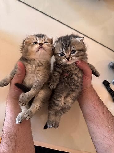 British və Persian tipli bala pişiklər - Cins: uzun tüklü Persian — 4