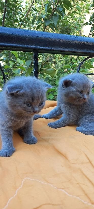 Şotland yastı qulaq