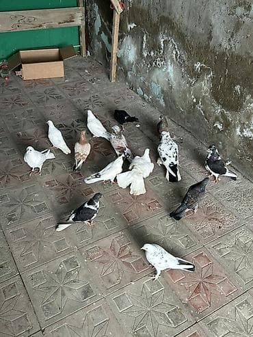 goyərcinler: 12 dene quwdu kom 7 manatdan tergzme heyvanlardi — 4