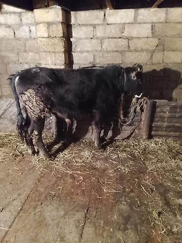 gəncə toyuq satan: Qaramal – qara rəngdə, buynuzlu dana/buzağı - Növ: yerli ətlik-buzov — 2