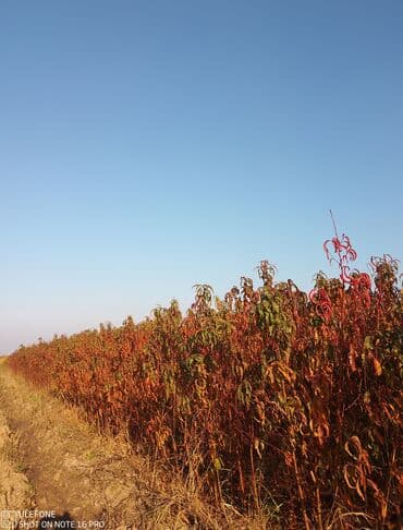 kağız doğrayan aparat: Meyvə tingləri satışdadır və sağlam zəmanətli sifariş verə bilərsiz — 7