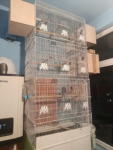 qu qusu: YALNIZ ZƏNGƏ BAXILIR. Topdan=оптовой Yəni qəfəs + 5 ədədyuva qarışıq — 4