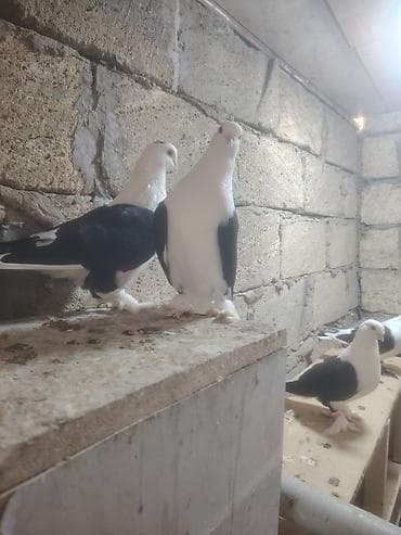 Ela quslardir teriflemirem göz qabağındadır gələndə riyal gozunen
