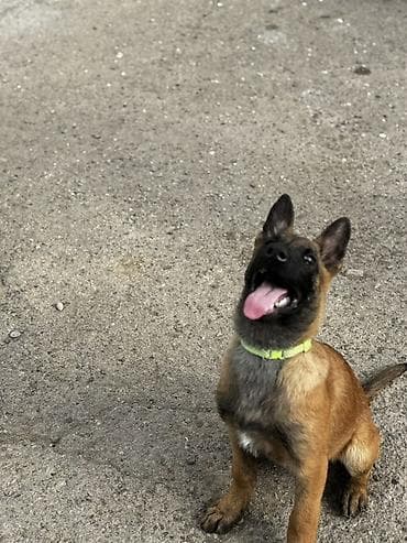 ordek satisi: Бельгийская овчарка — 1