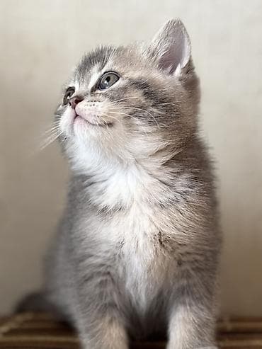 British tipli pişik balaları - Cins: British Shorthair (şəkillərdə