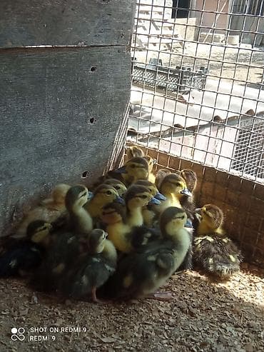 lavanda ördeyi: Lal ördək balaları satılır.15 günlükdürlər.İçərisində lal,macar və — 1