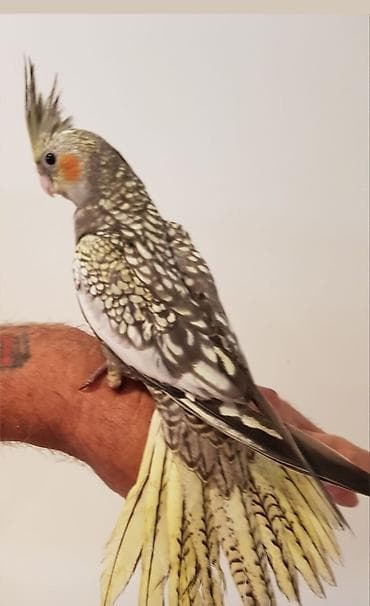 hamster satış: ✨ Çil-çil sarı-qara hazır elquşları satışda! 🐦✨ Unikal qarışıq rəngli — 2