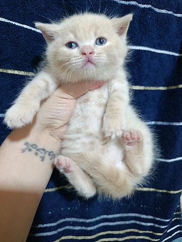 haski sekilleri: Şirin balaca şotlan pişik balası - Rəng: krem/açıq bej, yumşaq tüklü — 2