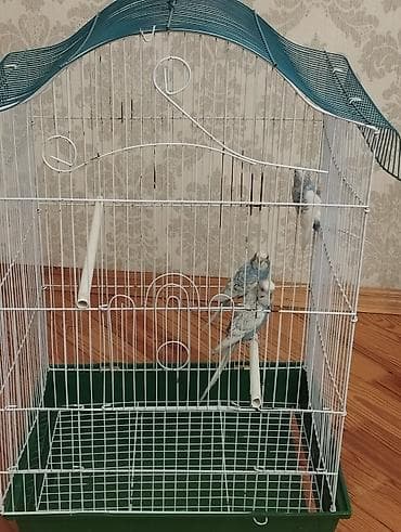 Кошки: Böyük ölçülü quş qəfəsi - Növ: ev quşları üçün metal qəfəs (müvafiq — 4